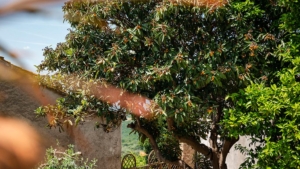 ferienhaus il palazzo sued toskana obstbaum