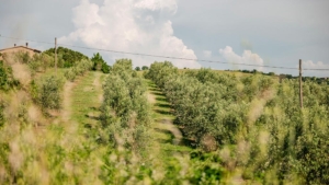 ferienhaus leformiche alleinlage mit grossem garten weinberge