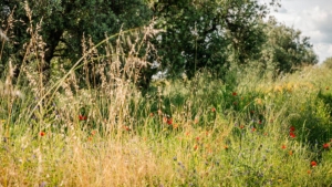 ferienhaus leformiche alleinlage mit grossem garten wiese