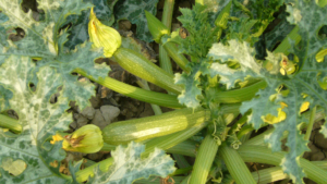 Ferienwohnungen Mit Gemüsegarten Toskana