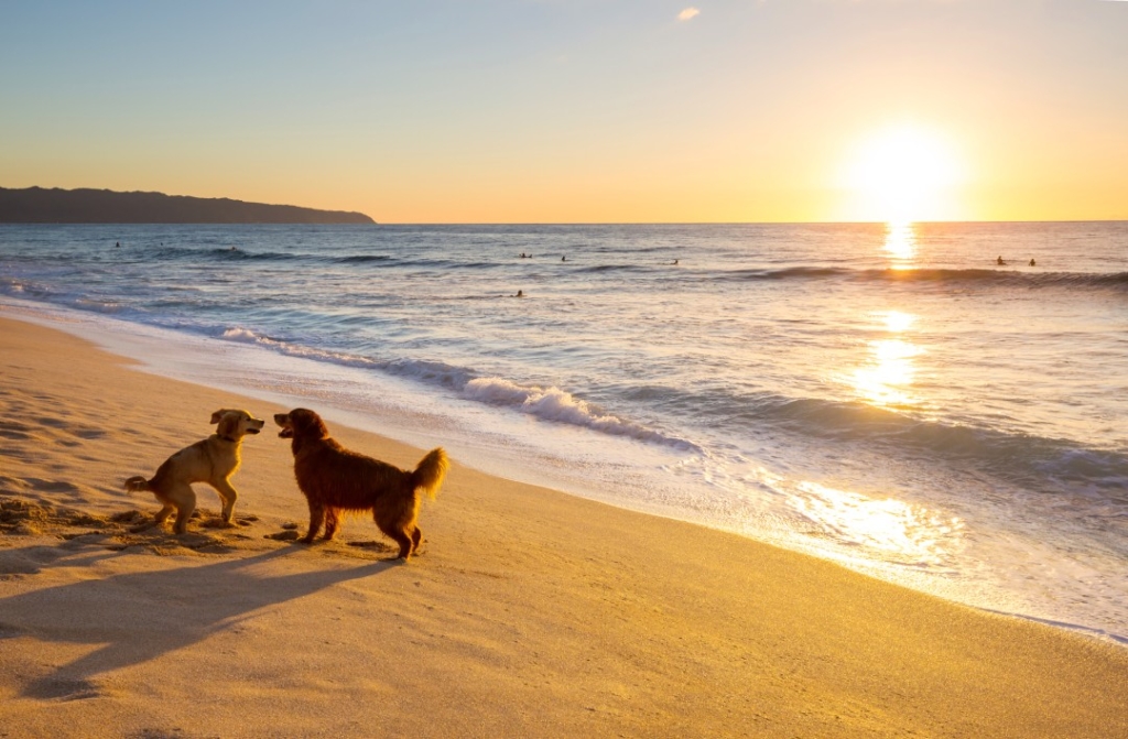 hunde strand