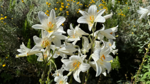 mühle in der toskana la cocceria blumen